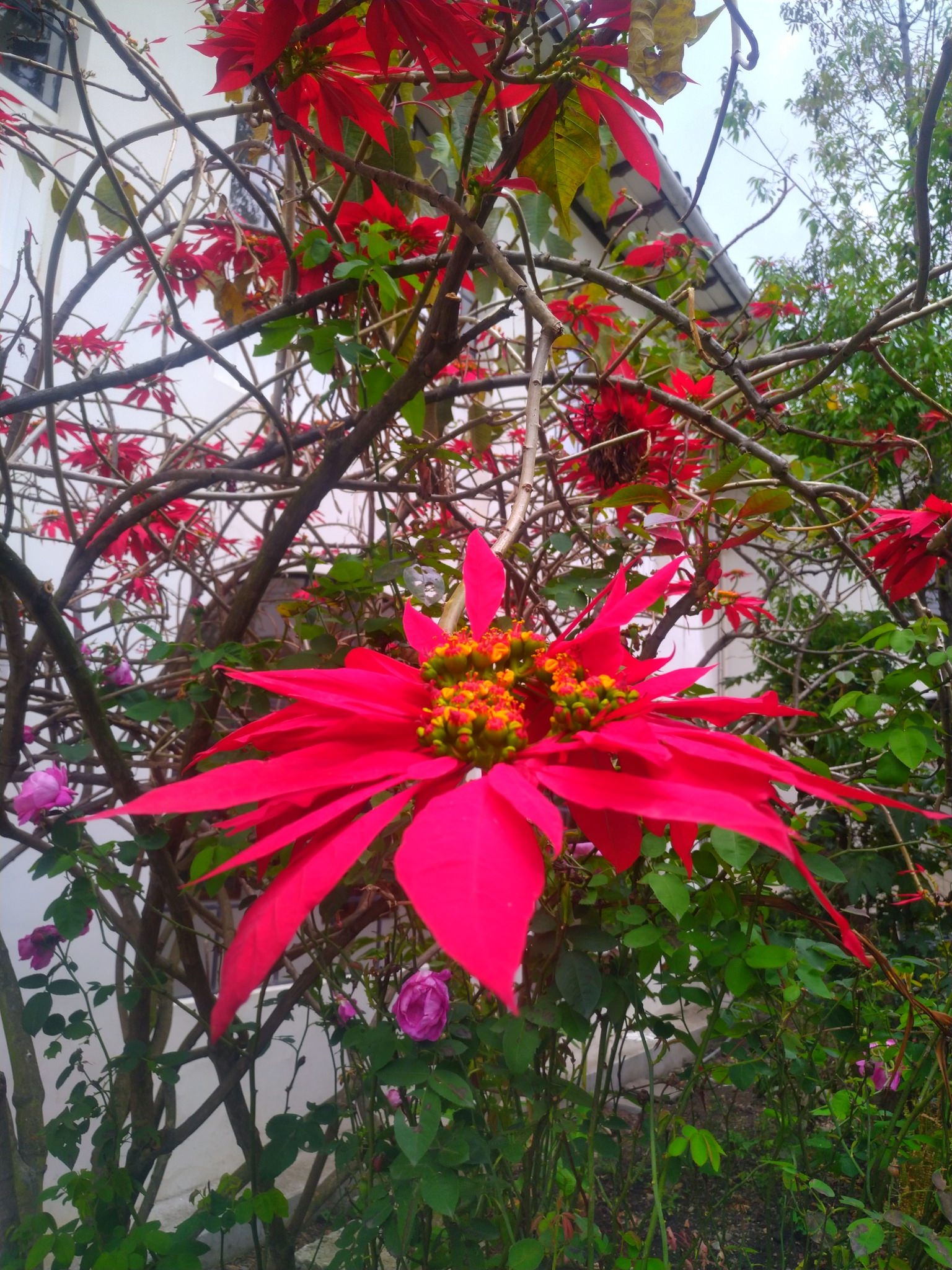 Euphorbia pulcherrima